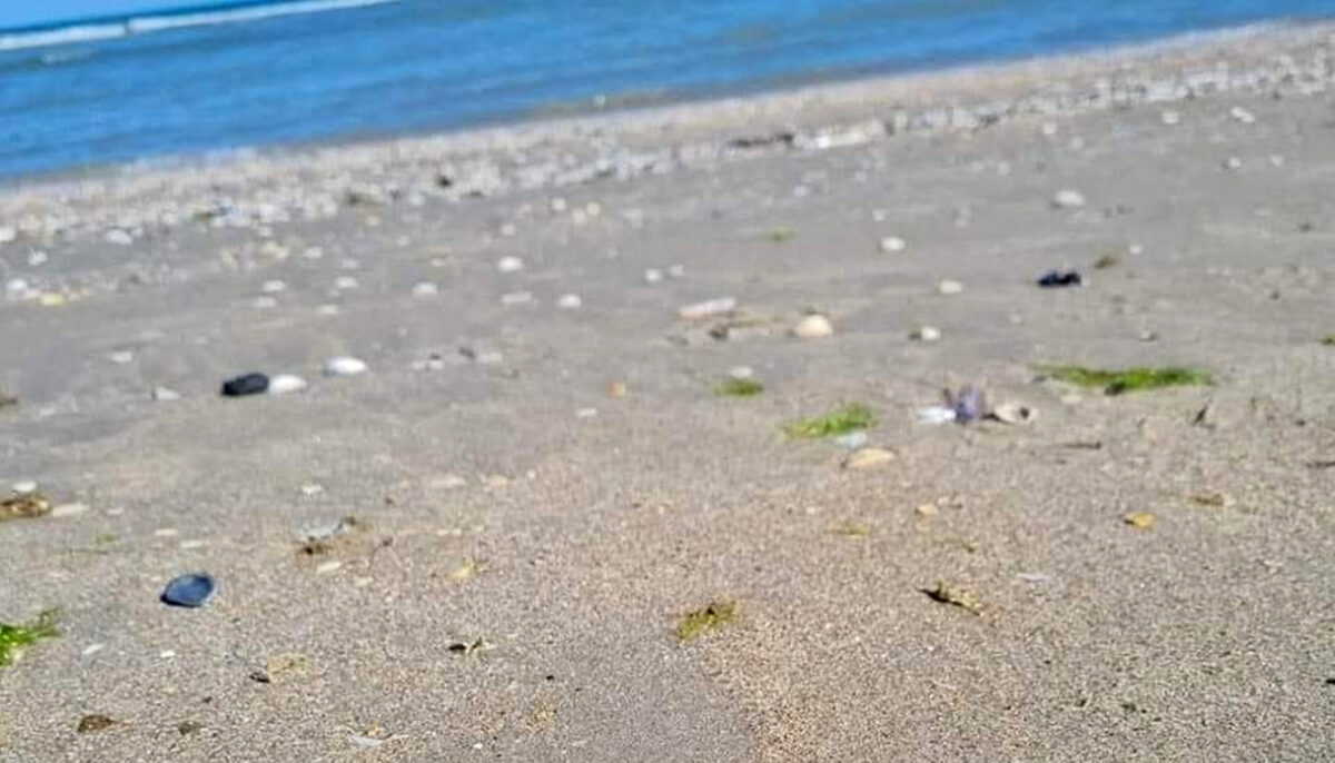 Râzi cu lacrimi! Ce a găsit un turist pe plajă, în Vama Veche! „O fi a lui taică-miu. Și-a pierdut-o acum 3 ani”