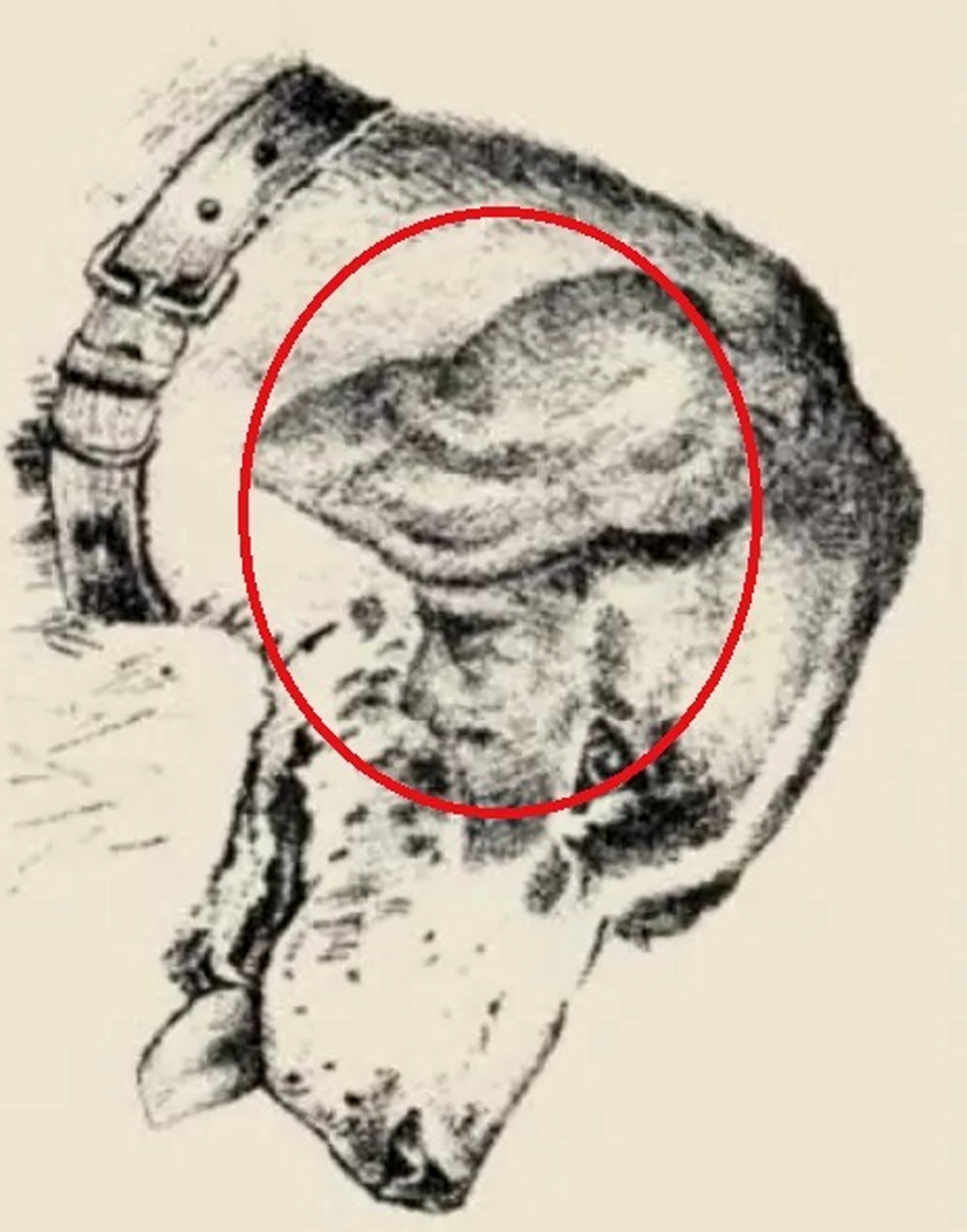 TEST: Iluzia optică de marți | Găsiți stăpânul câinelui din această imagine, în maximum 15 secunde!