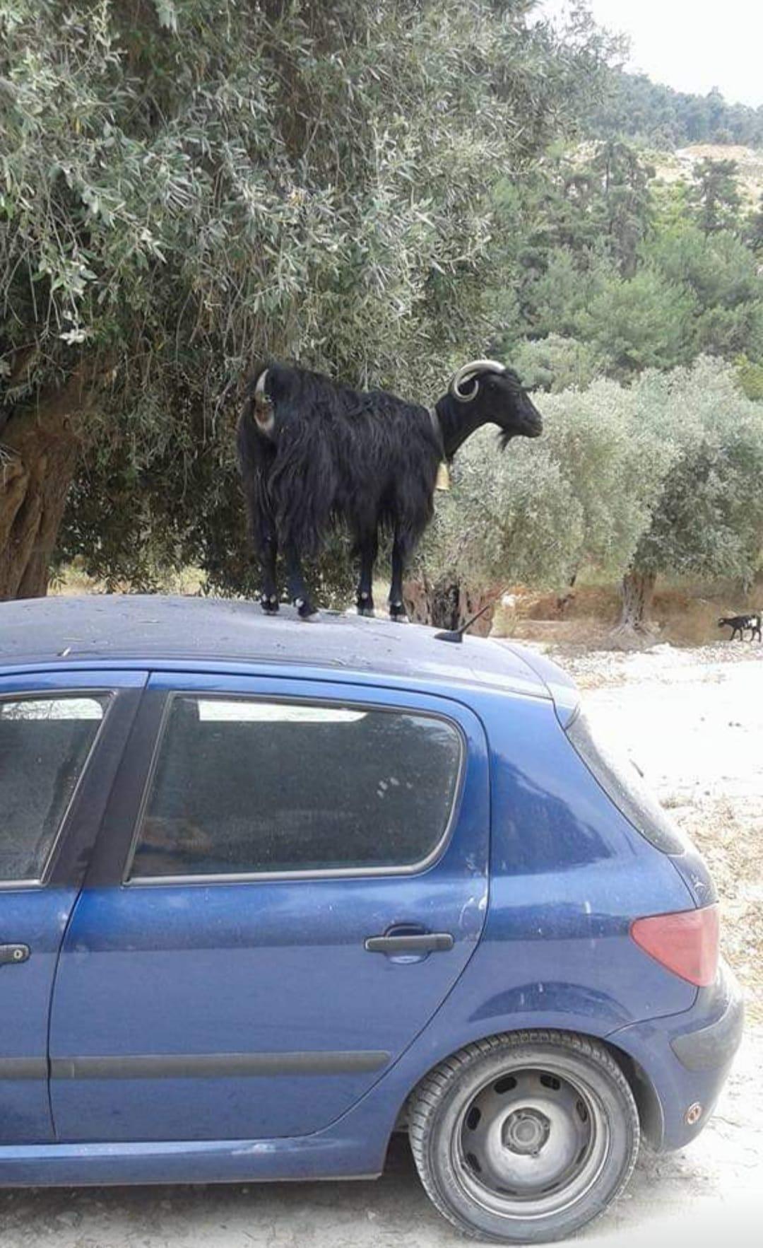 Nu e glumă! Ce a pățit o româncă în Thassos: „Mare grijă unde vă parcați mașina. Noi am pățit-o azi”