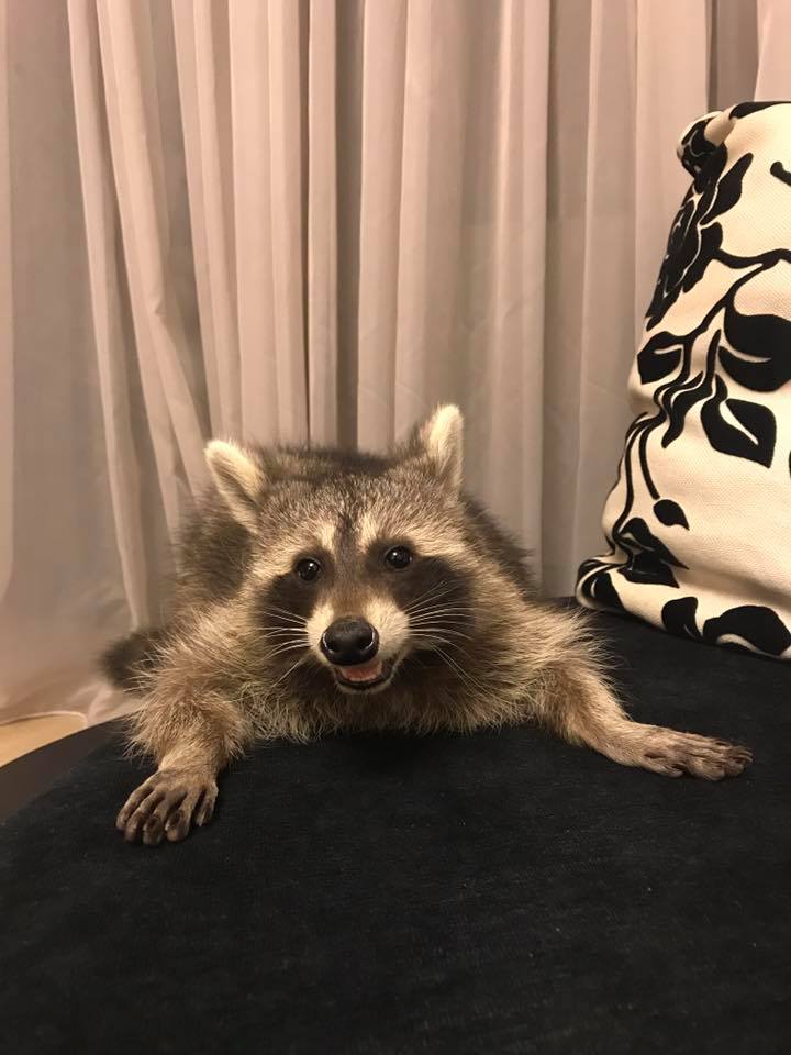 Ratonul Adelinei Pestrițu (Foto: Facebook)