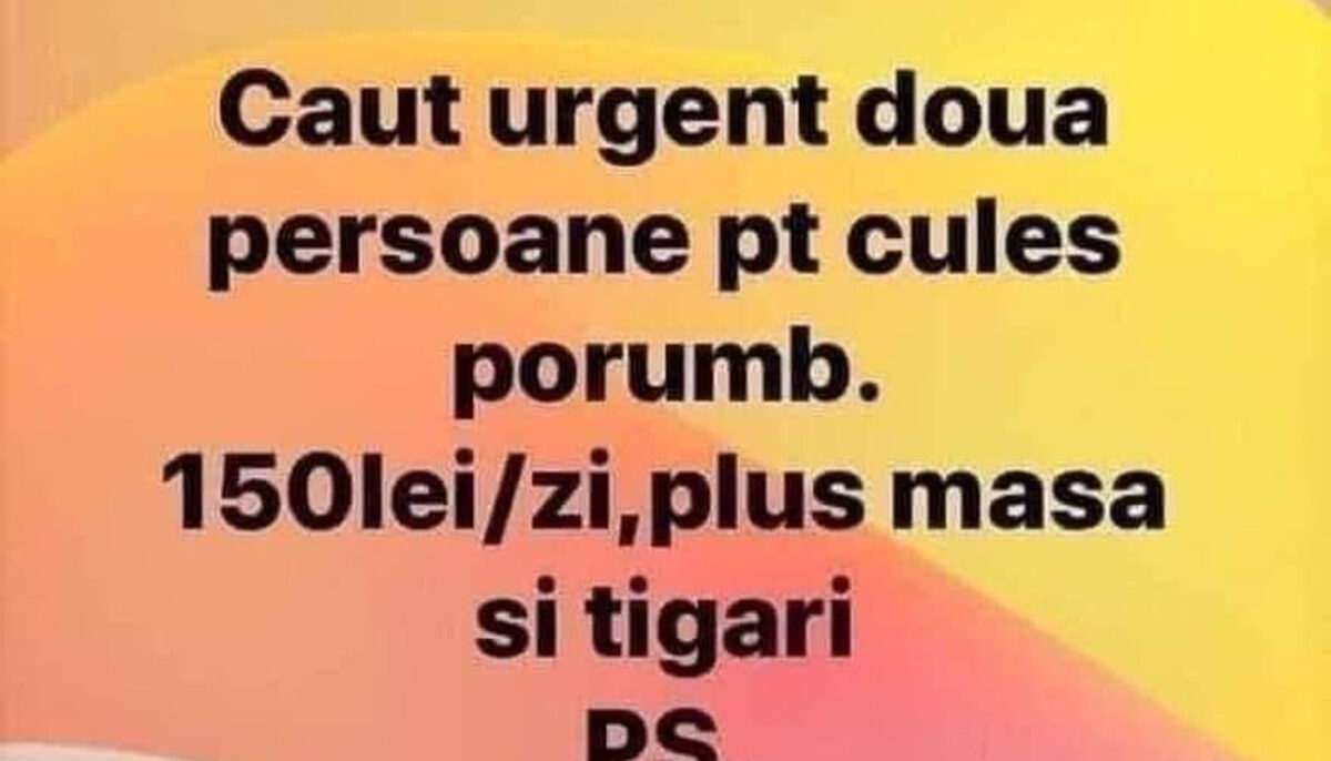 Imagine Stire BANC | Anunț de angajare: „Caut urgent două persoane pentru cules porumb 150 lei/zi” | 2review.ro