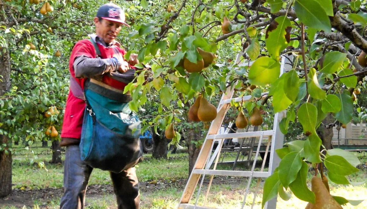 Ce au pățit 37 de muncitor români, plecați să culeagă pere în Belgia. Au crezut că dau lovitura, dar au trăit coșmarul vieții!