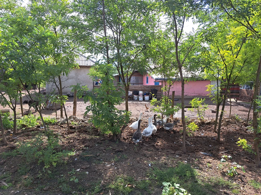 Locul din România unde poți să primești gratuit casă. Ce condiții trebuie să îndeplinești 