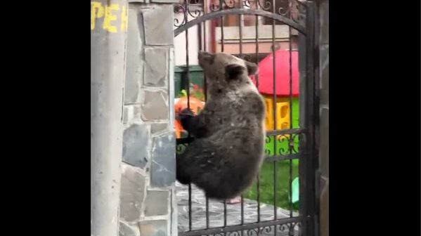 Imagini incredibile! Trei urși sar gardul într-o curte cu viteză amețitoare