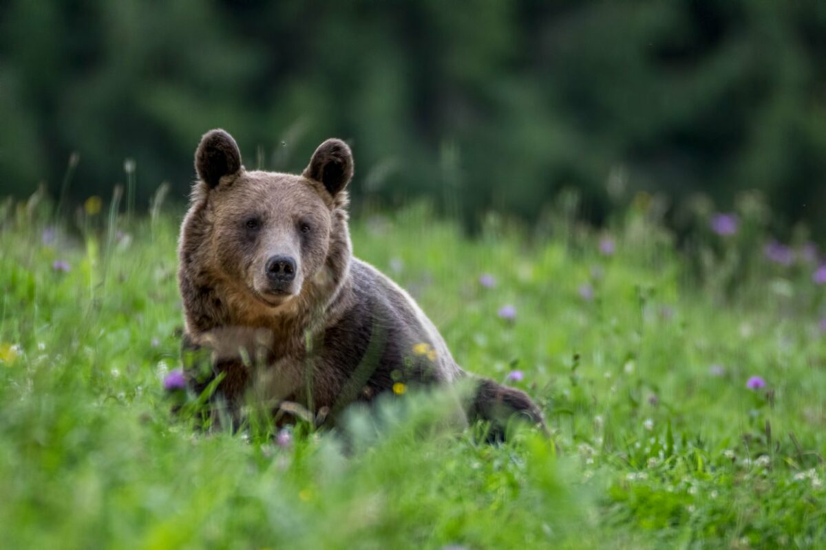 Cruzime de neînțeles în Argeș! Un șofer a vrut sa lovească o ursoaică și puii în timp ce mergea pe Transfăgărășan