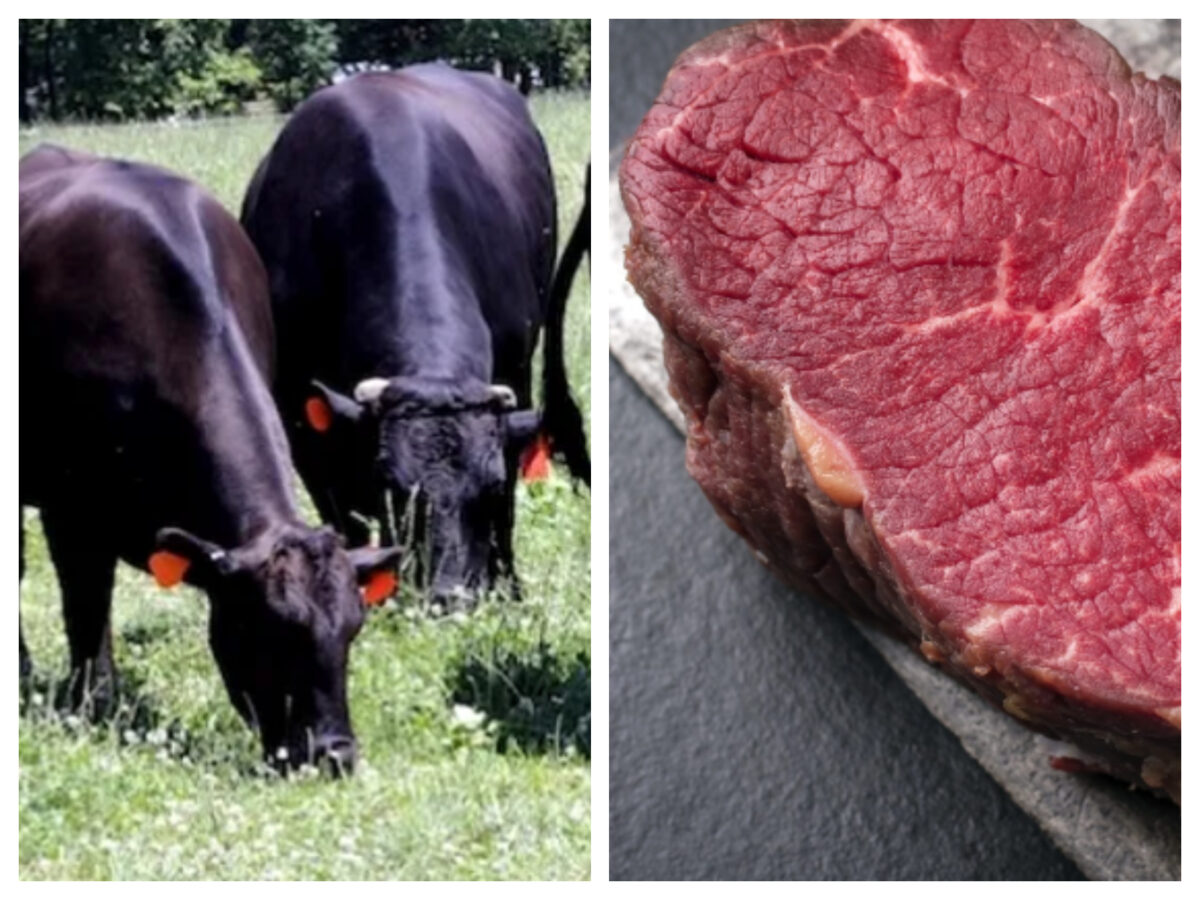 Cât costă un kilogram de carne de vită Wagyu. Un fermier din România a dat lovitura cu cea mai scumpă bovină din lume