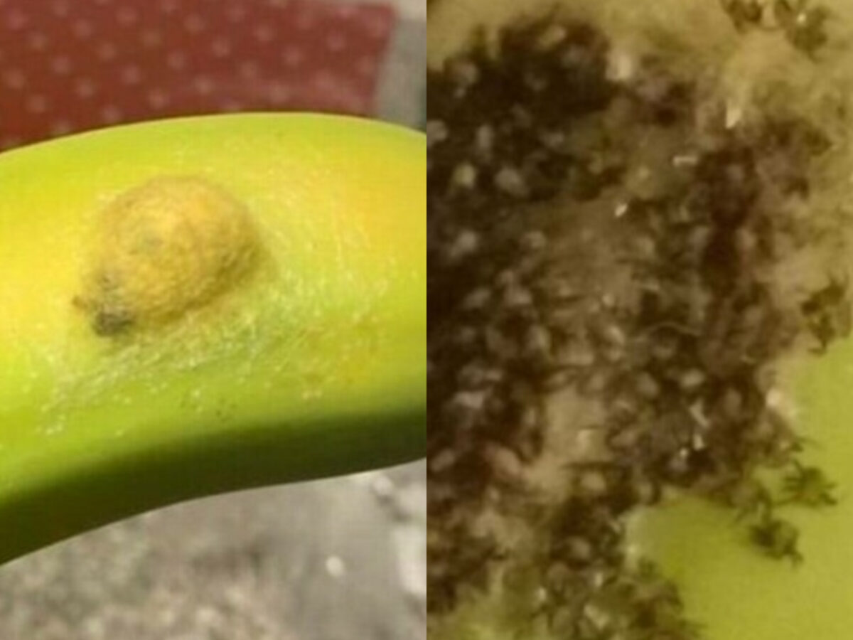 Imagine Stire Dezgustător! Ce a descoperit o femeie sub coaja unei banane: ”Am simțit mâncărimi peste tot” | 2review.ro