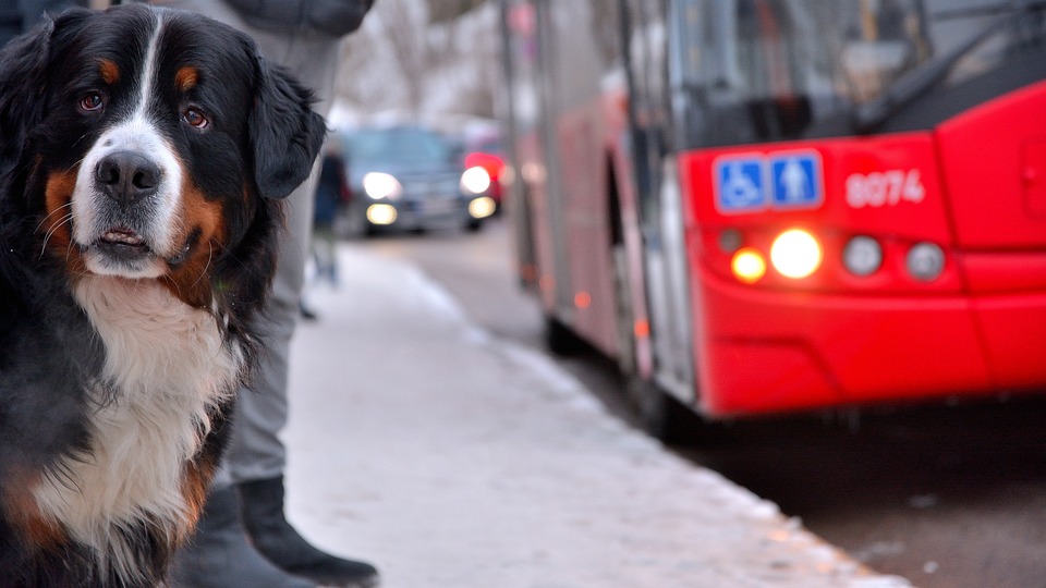 Vești bune pentru cei care au animale de companie! Românii ar putea avea acces cu pisicile sau câinii în mijloacele de transport sau instituții publice