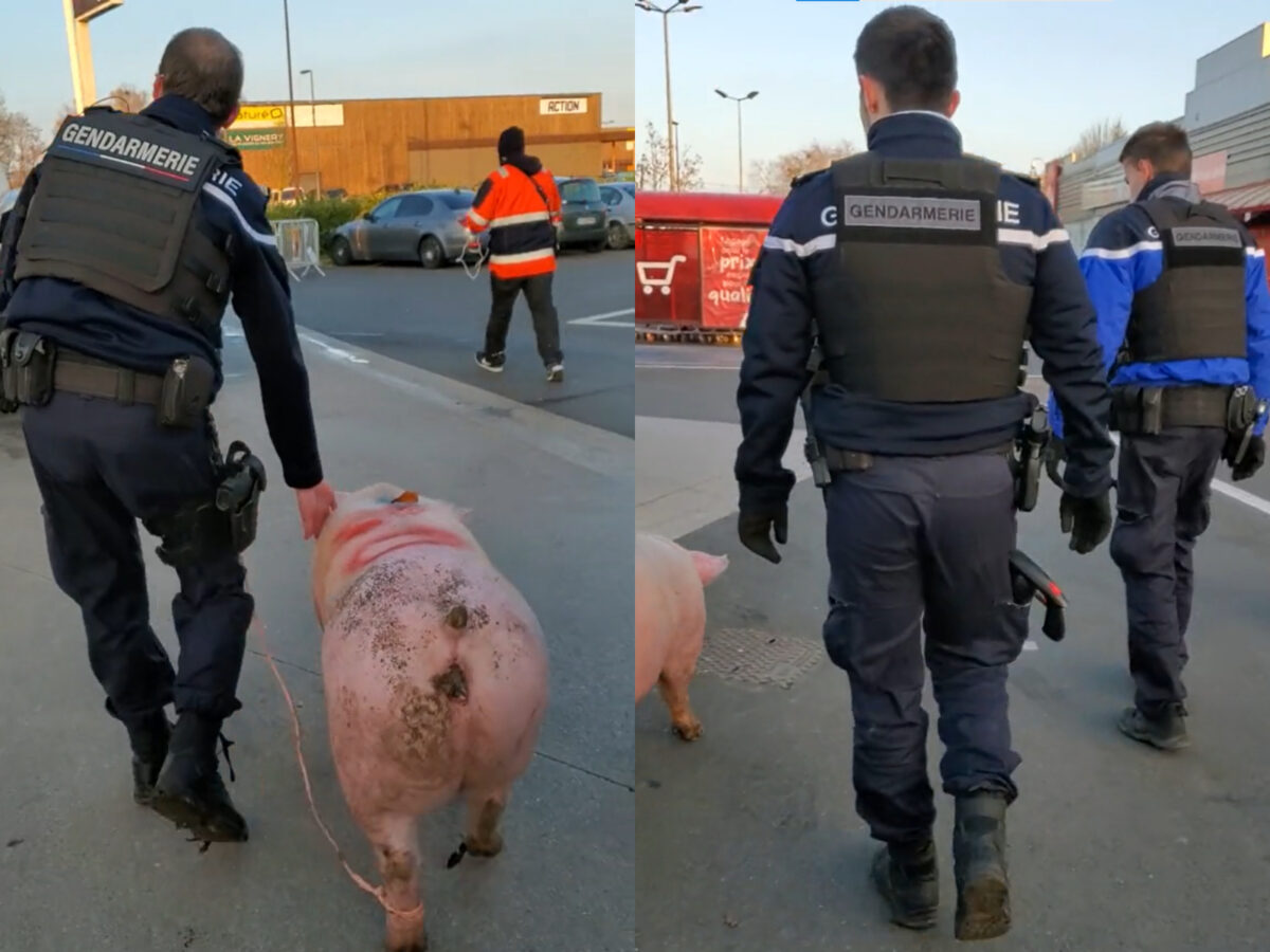 De-a râsu’-plânsu’! Ce s-a întâmplat cu un porc pe care românii se pregăteau să îl taie pentru sărbători. Oamenii legii au intervenit imediat