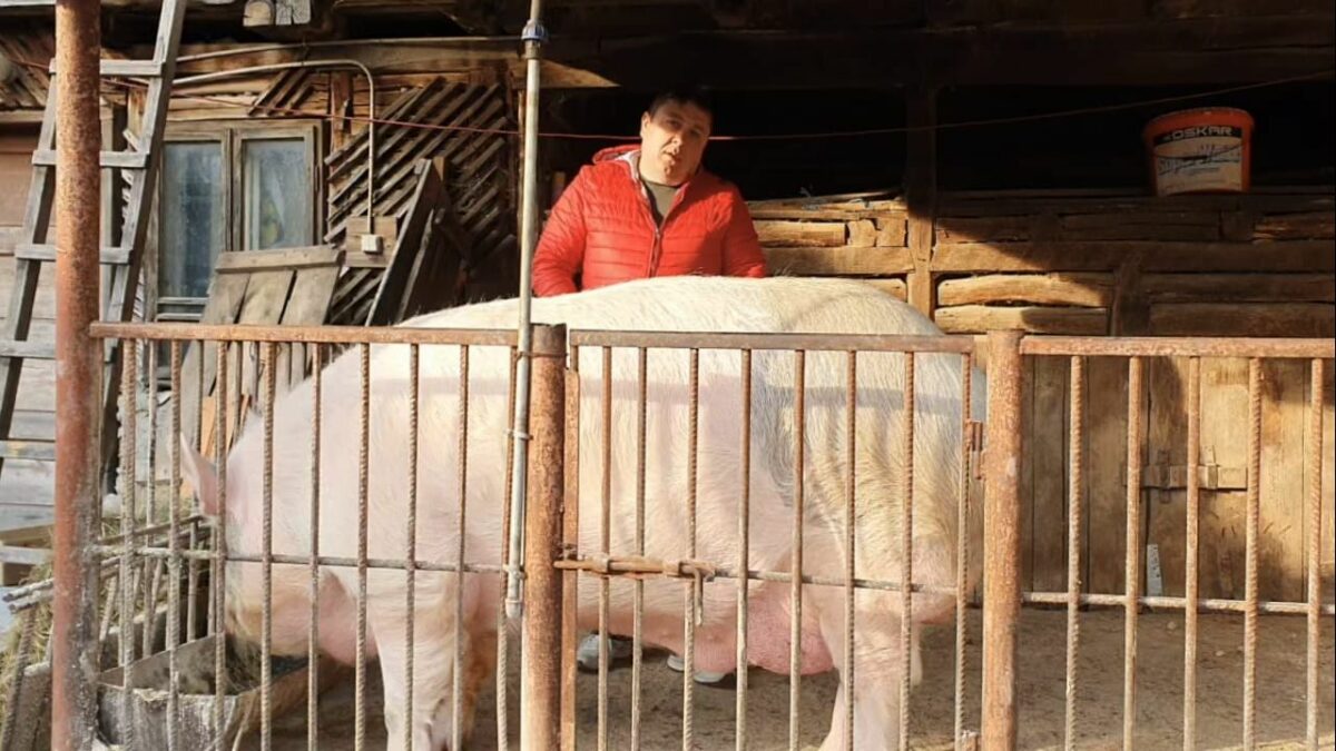 Suma fabuloasă pe care o cere un fermier pentru porcul de Crăciun. Animalul cântărește aproximativ 600 de kilograme