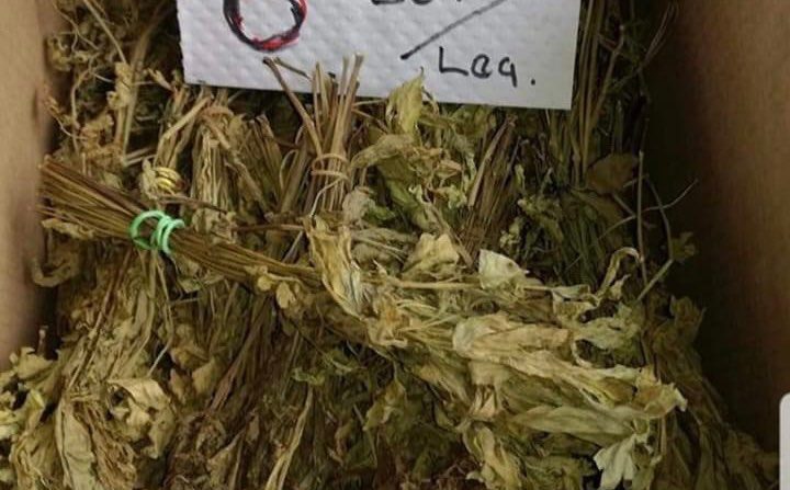 VIRAL | Cum a încercat un bărbat din Bucureşti să vândă leuştean uscat: „Bun pentru femei! Ori rămân gravide, ori…”
