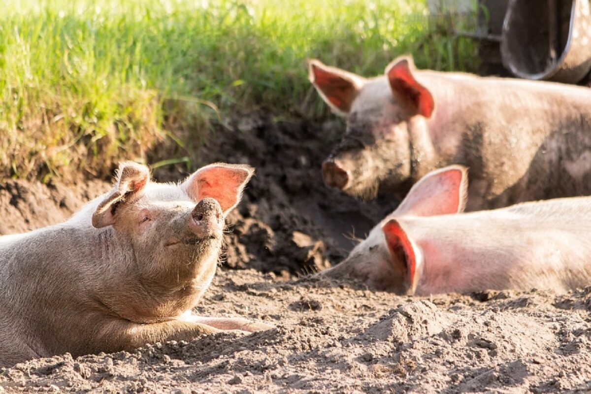 Cea mai nouă metodă de relaxare șochează oamenii din întreaga lume! Țara în care cetățenii plătesc 1.200 de lire pentru a trăi ca porcii. VIDEO