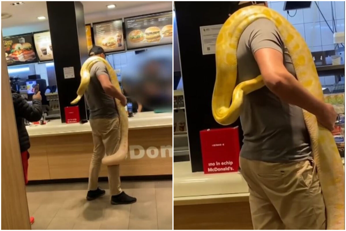 VIDEO FABULOS | Apariție de infarct la McDonald’s! Un român venit cu un piton uriaș pe umăr, ca să își cumpere McPuișor: „Nici soacrele nu mai sunt ce au fost”