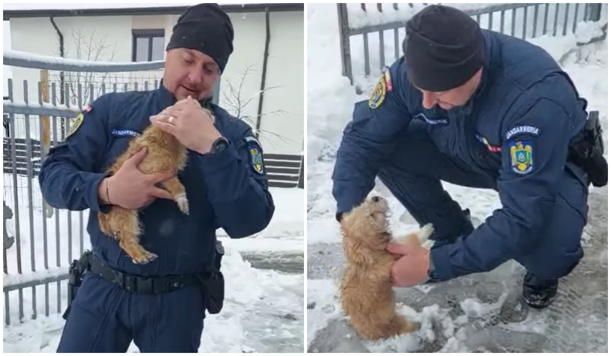 Un jandarm din Iași a salvat un cățeluș îngropat în zăpadă. Gestul care a emoționat tot internetul: „L-a uscat și l-a dus într-un loc cald”
