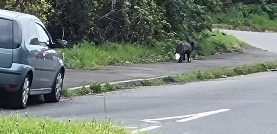Bestia misterioasă care a tulburat apele în Marea Britanie. Imaginile au devenit virale