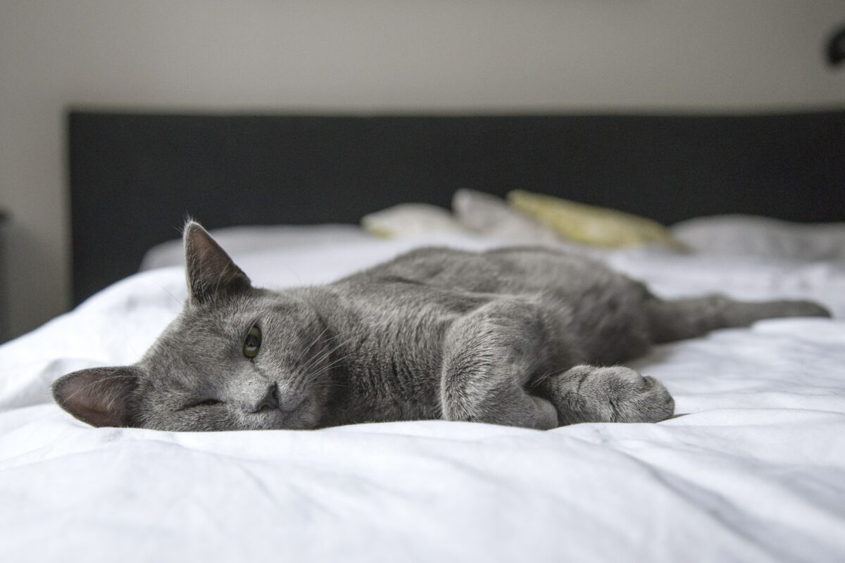 Experții trag un semnal de alarmă. La ce pericol te expui când dormi cu animalul de companie în același pat