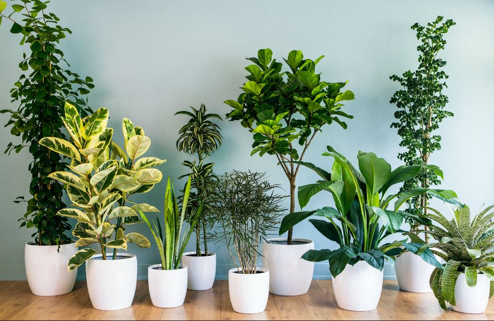 Plantele care îți aduc noroc în dragoste. Trebuie neapărat să le ai în casă spun maeștrii Feng-shui