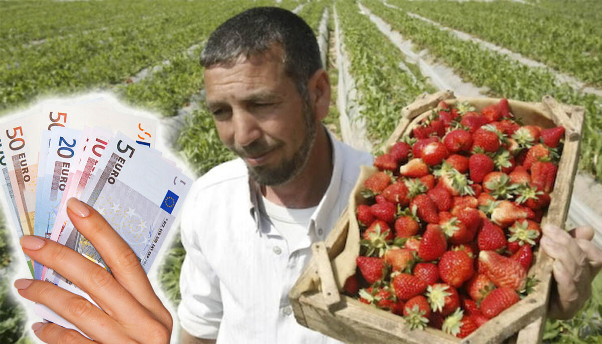 Am făcut calculul! Câți euro primește salariu un român în Spania, angajat culegător de căpșuni