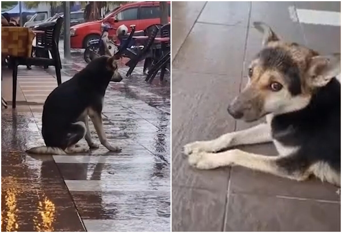 Povestea din spatele imaginii cu un câine care șade trist în fața unui club. A stârnit emoție profundă: „Vino aici, vino și mănâncă!”