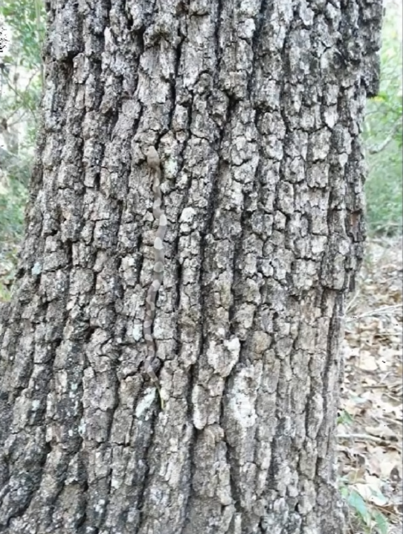 Unde se ascunde șarpele