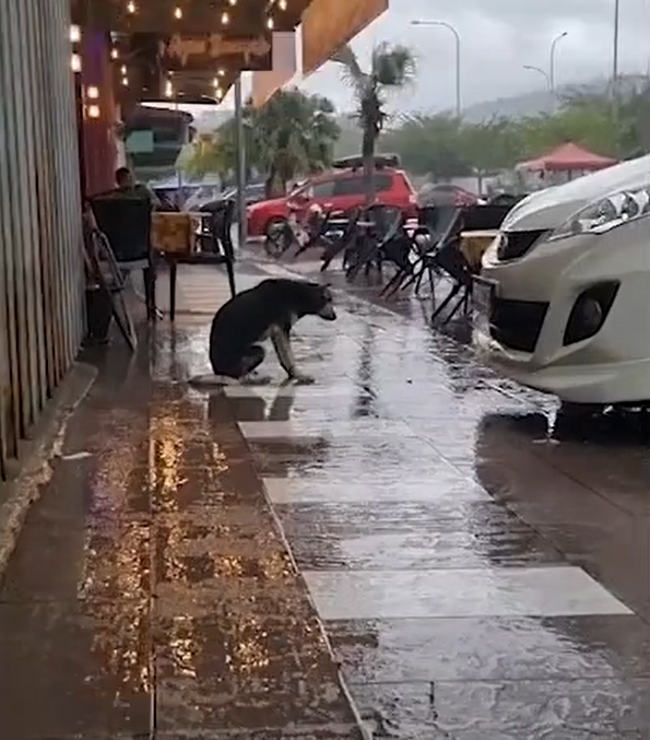 Povestea lui Bairava, câinele care s-a rătăcit de stăpân / sursă foto: captură video