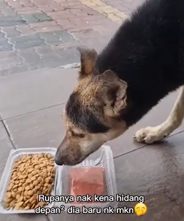 Jim, un bărbat care oferă mâncare câțelușilor de pe stradă, l-a întâlnit pe Baivara în fața unui club / sursă foto: captură video