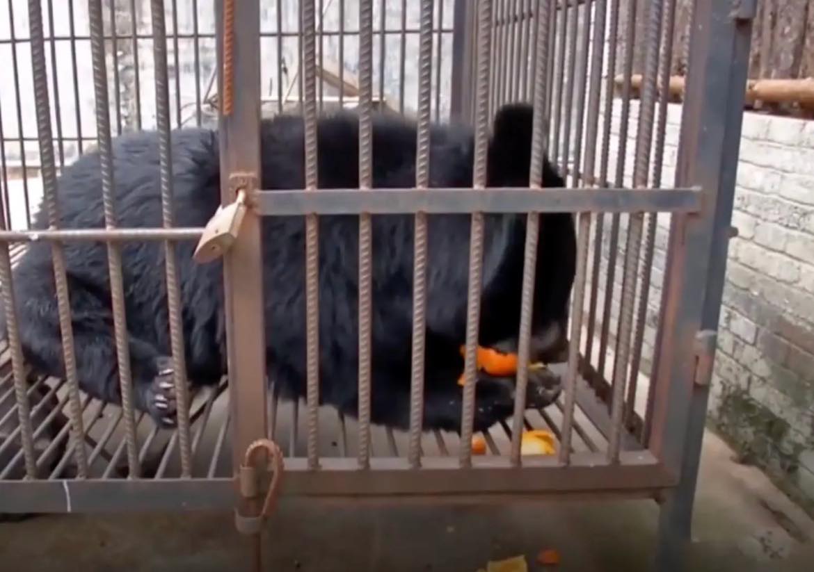 Femeia a crezut că a adoptat un câine, dar în câteva luni au avut parte de șocul vieții. Ce animal avea, de fapt, în locuință