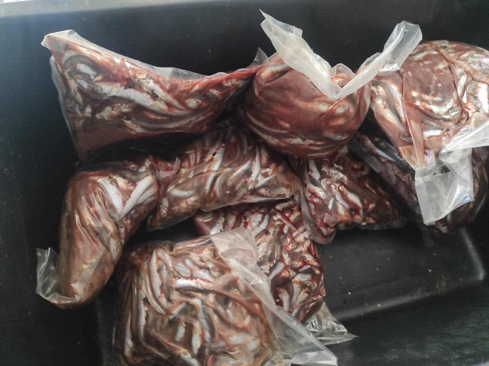 Cum erau ținuți peștii la cel mai căutat restaurant din Costinești. Directorul ANPC s-a minunat. „Se duc singuri în frigider”