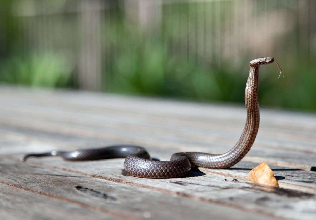 Un șarpe de 1,5 metri, găsit într-o benzinărie din Oltenia. Altă reptilă a apărut în Cluj