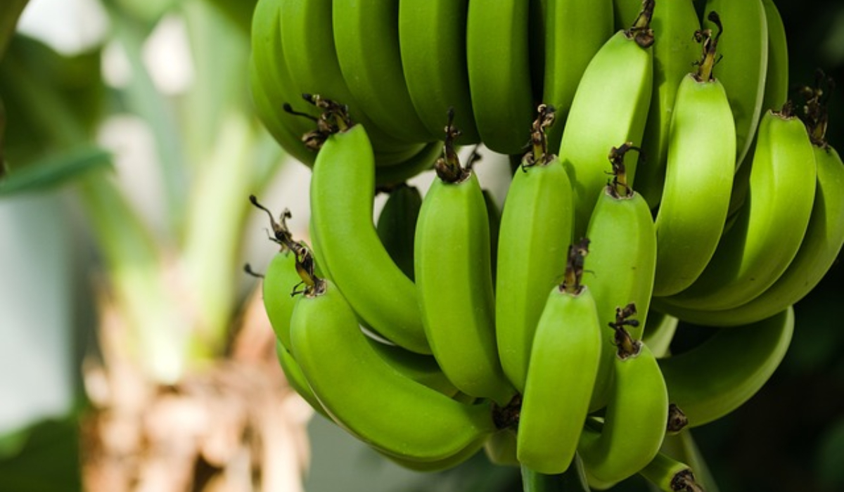 Cum a ajuns nea Nelu să cultive bananieri în spatele casei. Românul vrea să dea lovitura cu sera tropicală