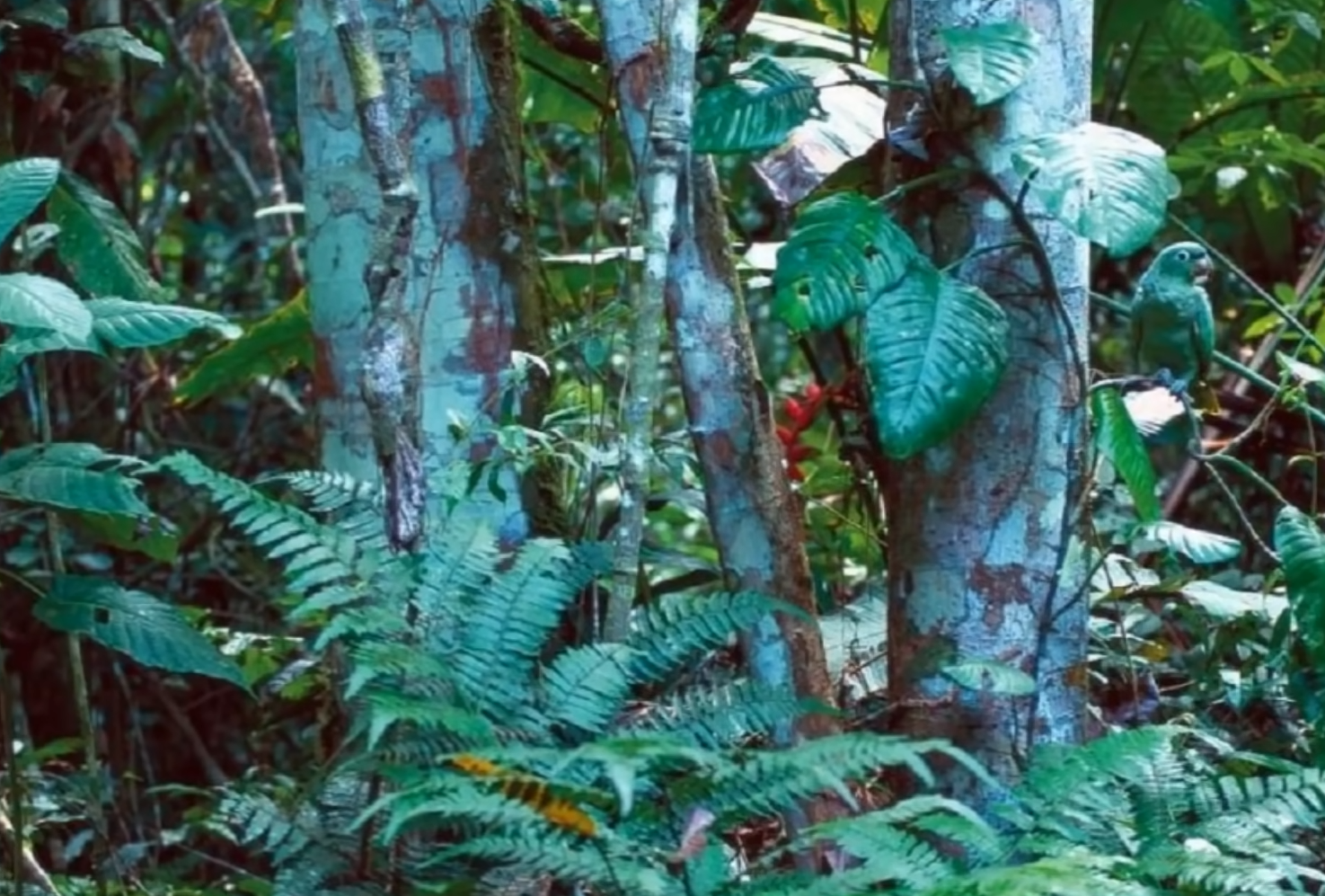 Iluzia optică de duminică | Testul cu papagalul care îți arată cât de atent ești la detalii. 95 din 100 de persoane greșesc