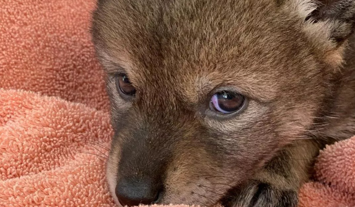 Au găsit un cățeluș abandonat pe șosea și l-au luat acasă. După ceva timp și-au dat seama că au adus un animal periculos