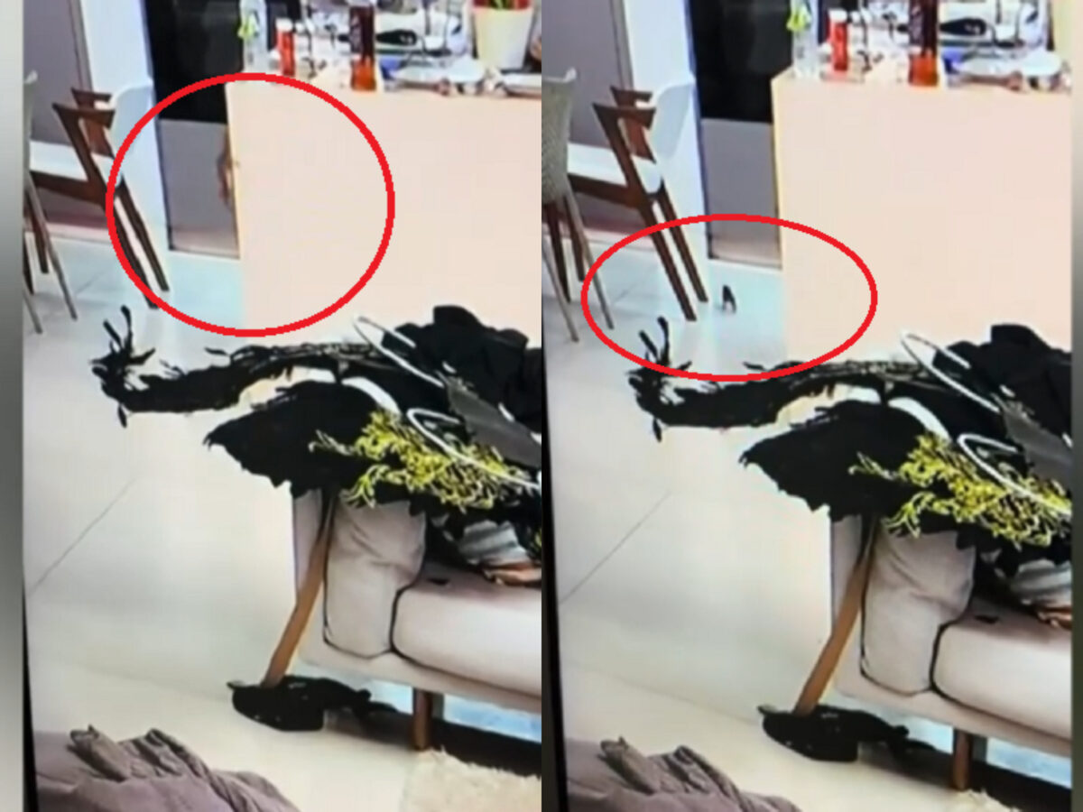 Imagine Stire Imagini șocante surprinse de camerele de filmat la Insula Iubirii. Ireal ce a apărut pe blatul din bucătărie, din casa concurenților | 2review.ro