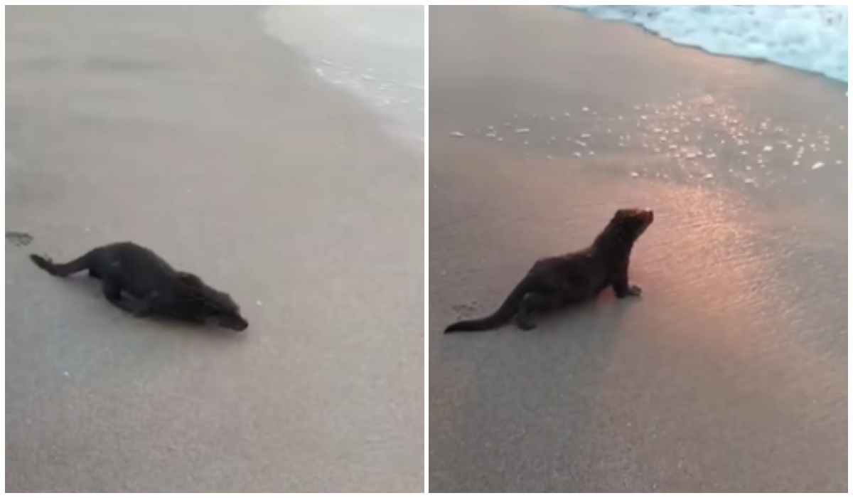 Animalul care a făcut senzație pe plajă, la Eforie Nord. Oamenii s-au speriat la început