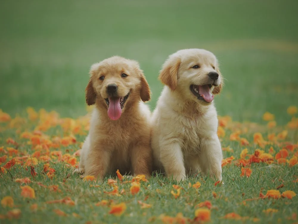 A cumpărat un câine Golden Retriever, dar când a ajuns acasă a avut un şoc. Ce a primit în schimb un tânăr