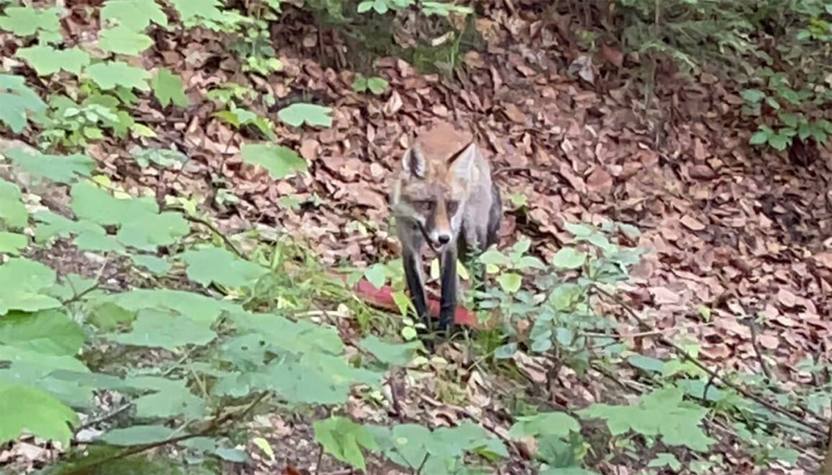 A crezut că nu vede bine! Ce animal sălbatic a fotografiat un ieșean, în timp ce se plimba în Parcul Copou