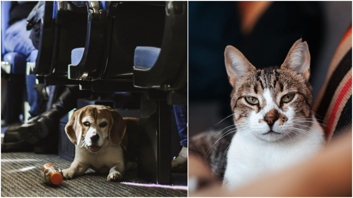 Ai voie cu animalele de companie în tren? Anunțul făcut de CFR Călători îi lămurește pe cei care au pisici și câini