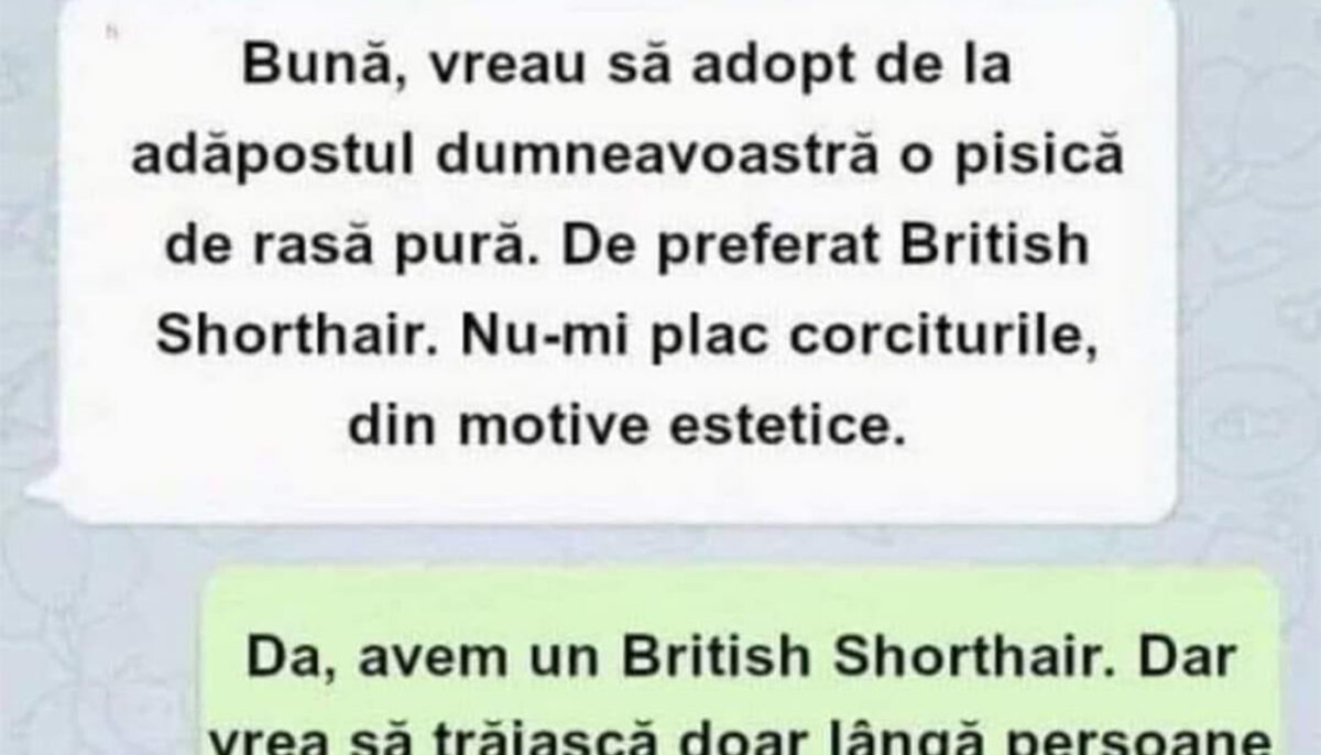Imagine Stire BANCUL ZILEI | „Vreau să adopt o pisică de rasă pură” | 2review.ro