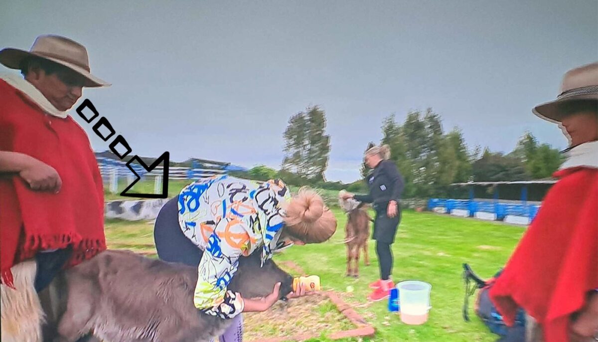 Imagine Stire Cum a reacționat acest ecuadorian, după ce a văzut-o pe Iuliana Pepene aplecată, hrănind un vițel la America Express de la Antena 1 | 2review.ro