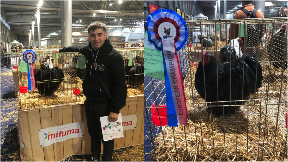 Suntem campioni europeni la găini! Un român din Lugoj a făcut furori cu pasărea sa „de lux”