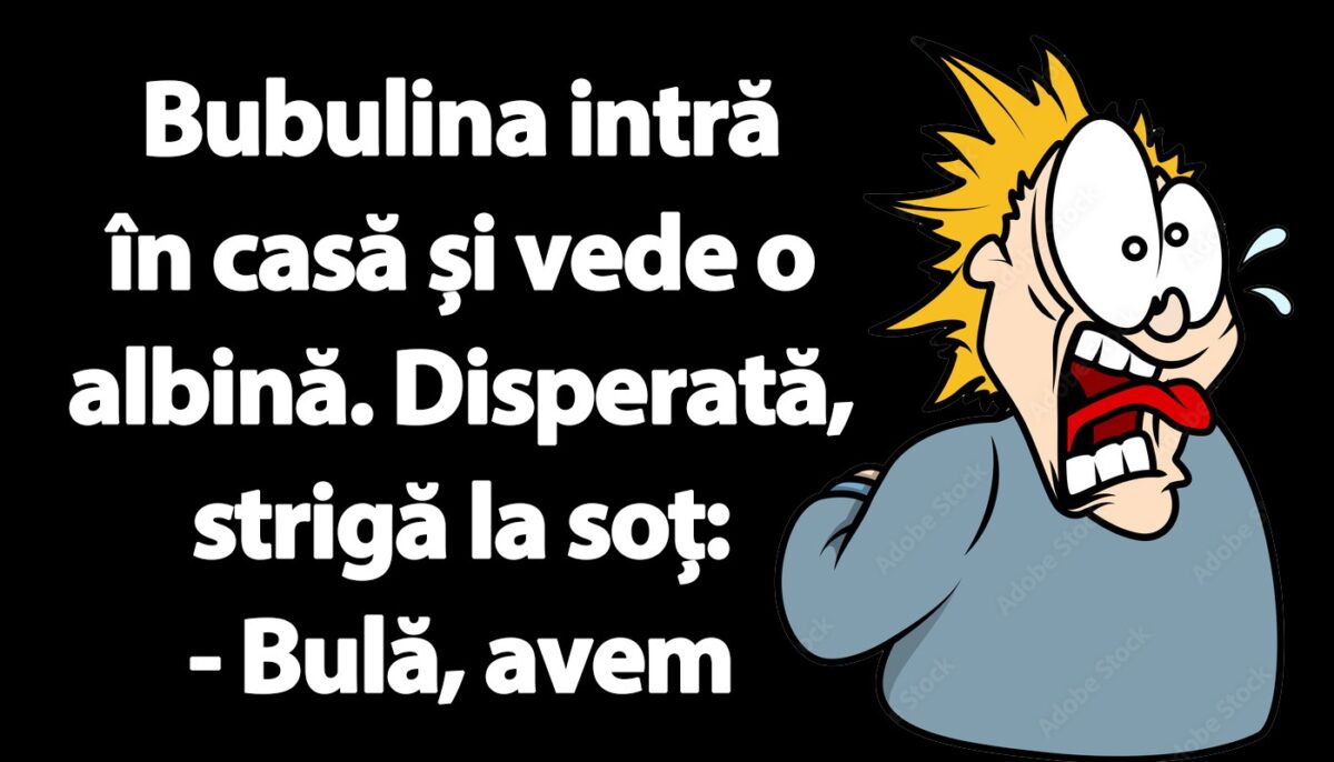 Imagine Stire BANC | Bubulina intră în casă și vede o albină | 2review.ro