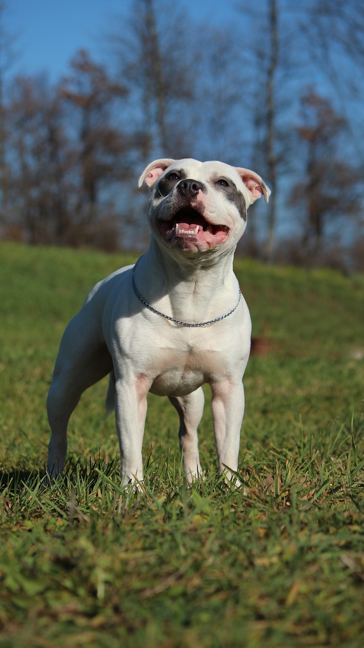 Staffordshire Bull Terrier/ Sursa foto: Pixabay