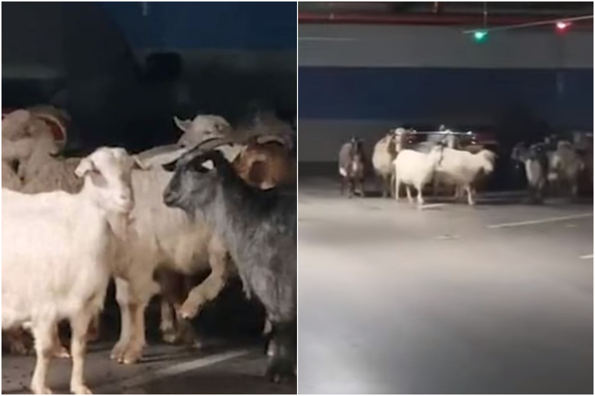 Ce căuta, de fapt, o turmă de capre în parcarea mall-ului din Târgu-Jiu. Proprietarul a aflat de pe rețelele de socializare