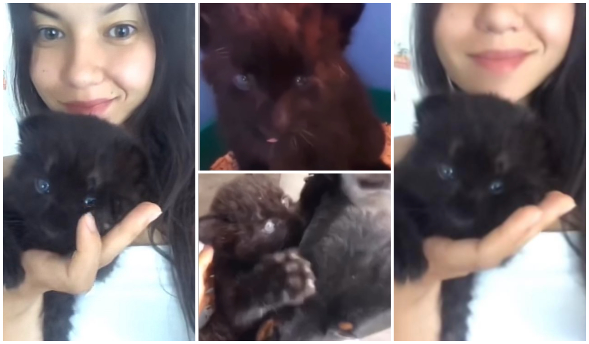 Imagine Stire A crezut că ia un pui de pisică și a crescut-o în casă. Și-a dat seama de eroare, dar continuarea e cu adevărat impresionantă | 2review.ro