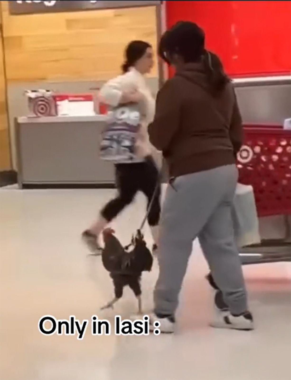 femeie animal de companie cocos iasi imagini