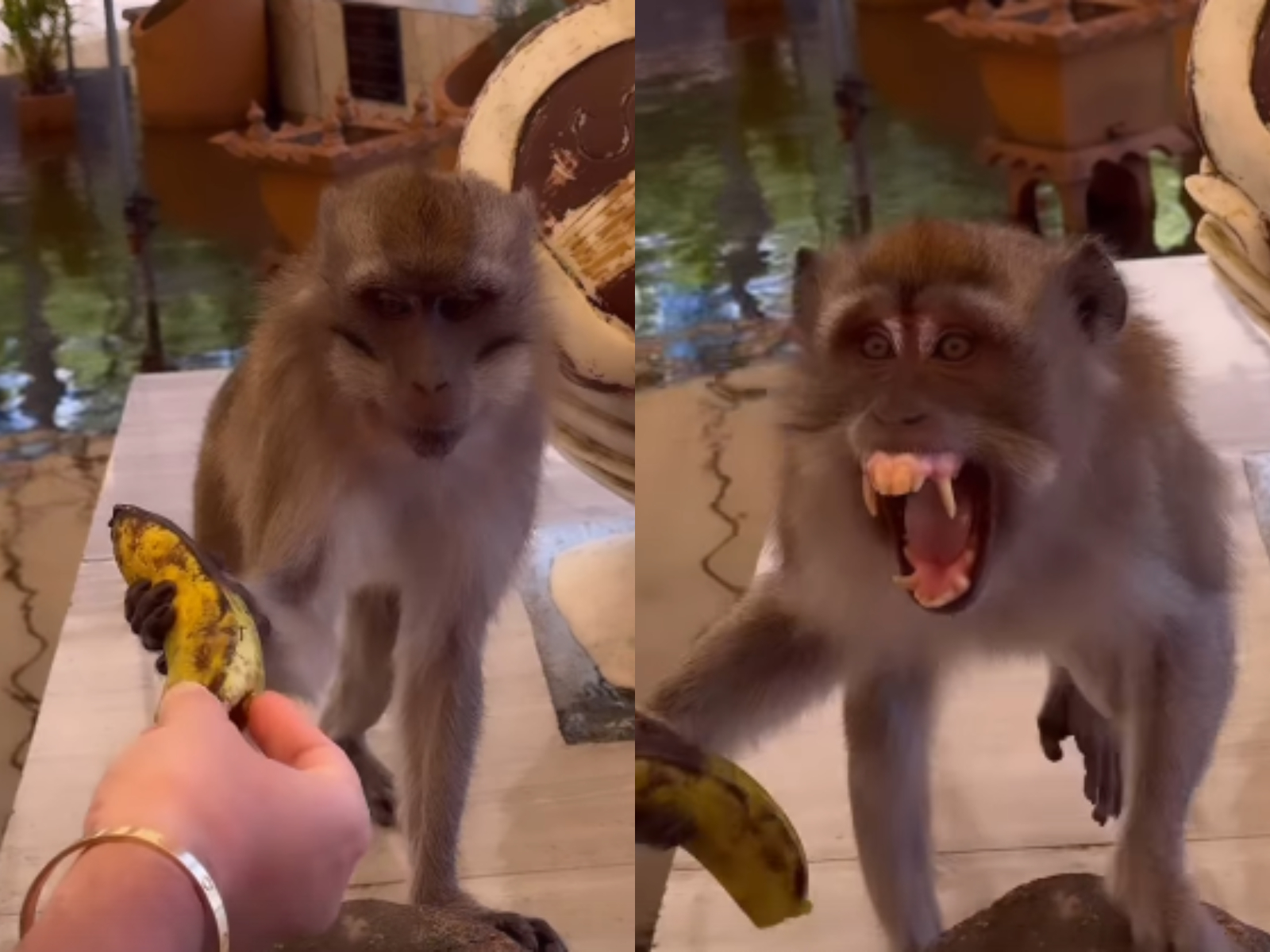 Flick, tâlhărit de o maimuță. Vacanță cu peripeții pentru Domnul Rimă și Denisa Filcea: ”Nu era deloc liniștită”