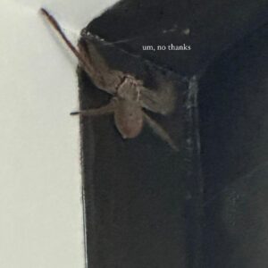 Păianjen Kourtney sursa Instagram