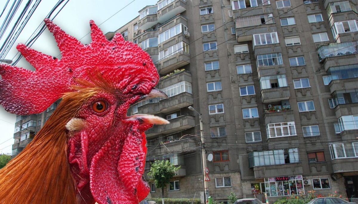 Caz rarisim în Cluj-Napoca! Cum s-au răzbunat locatarii unui bloc pe vecinul lor, care și-a luat cocoș