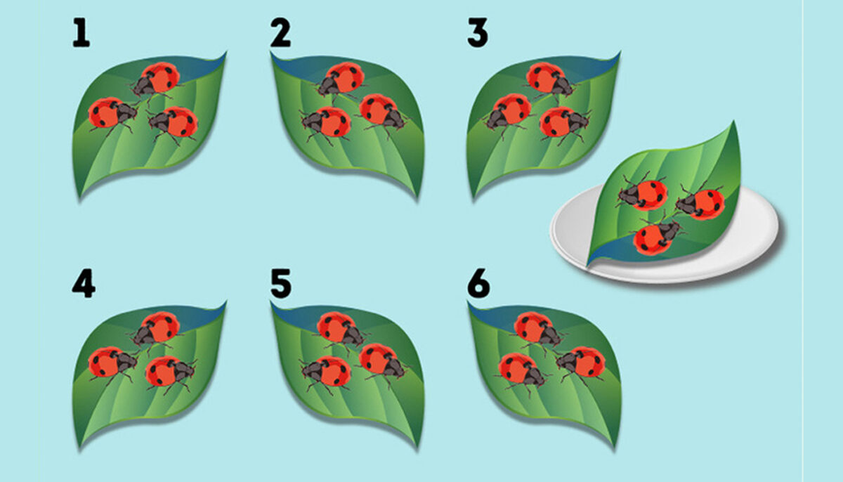 Test de inteligență | Care dintre aceste 6 frunze e la fel ca frunza din farfurie?