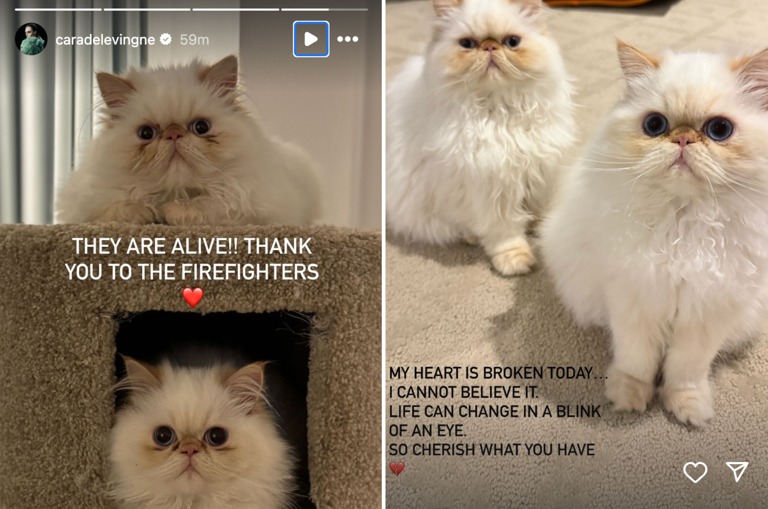 Postările Carei Delevingne despre pisicile ei. Sursa: The Independent